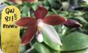 Phal. tetraspis Dark Brown white Lip